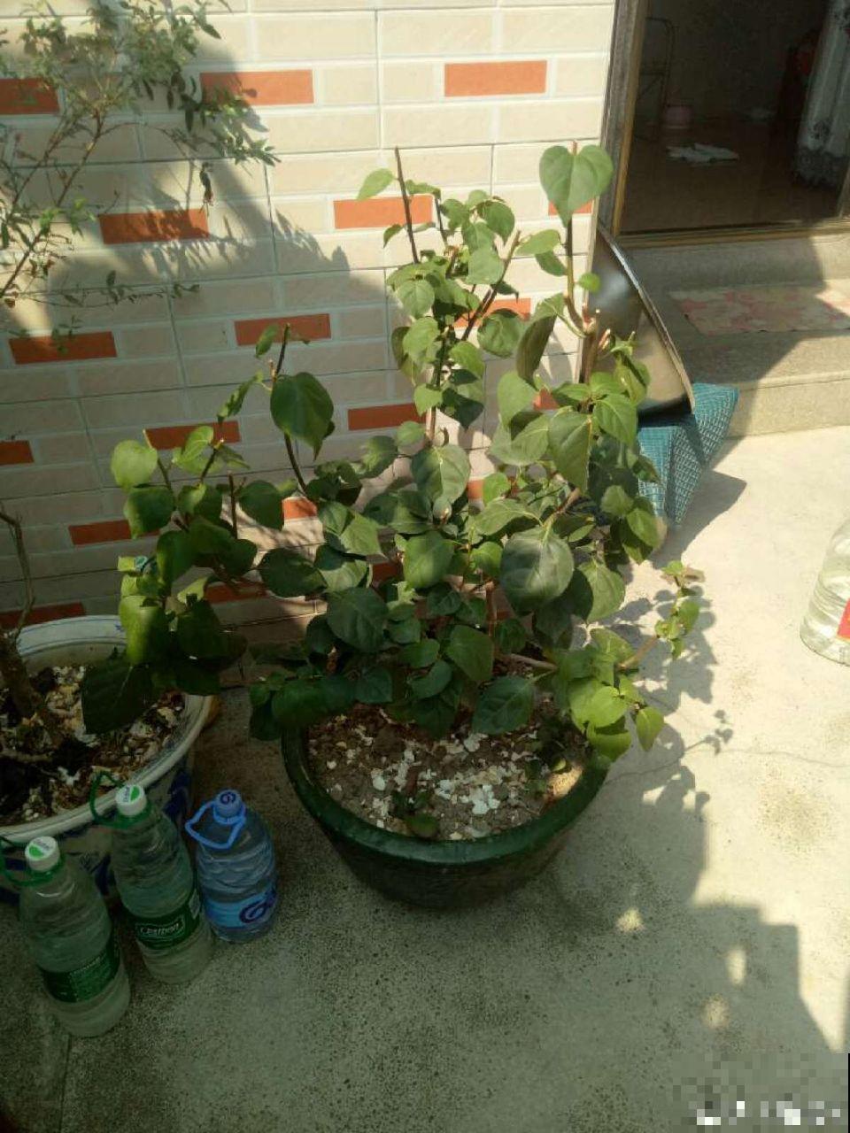 再好养的花也怕冷，放外面一晚上，一不小心变烂草！