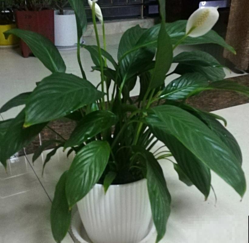 一帆风顺为什么总是养不好？这么养，花香飘满屋！