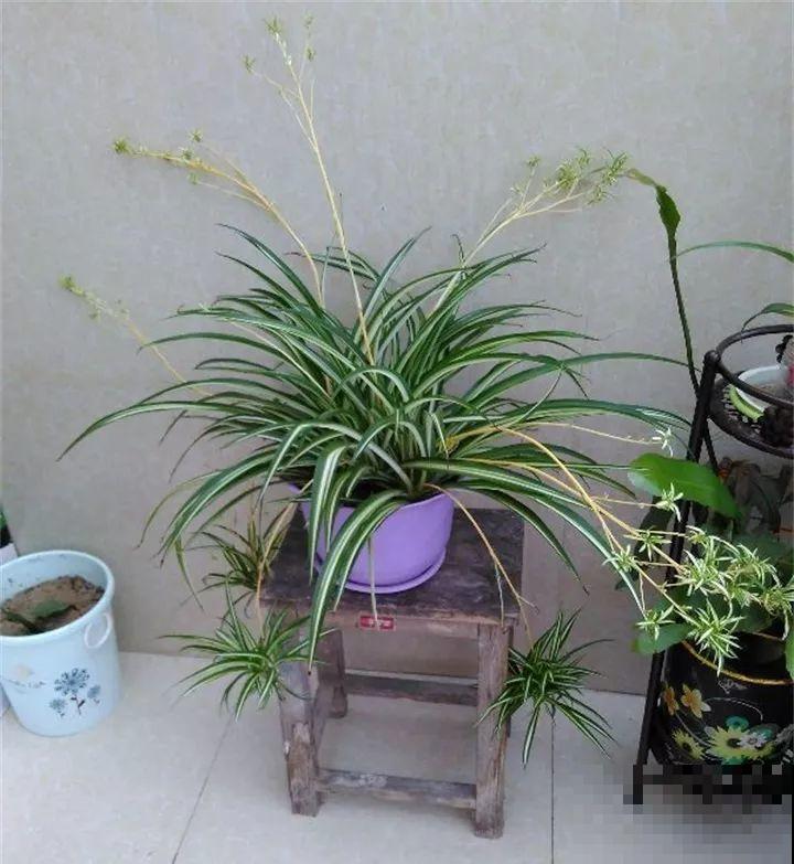 给花换个时髦养法，天天浇水都不怕，养10年都没问题！