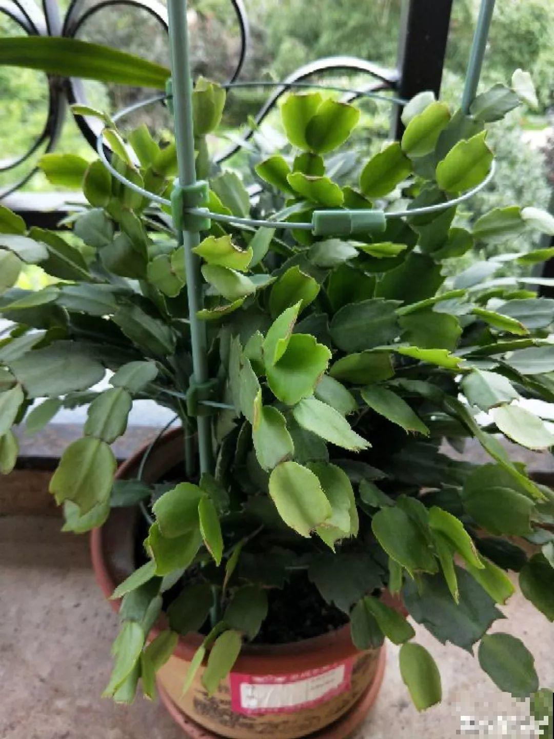给花浇点它，秋天根系撑爆盆，黄叶离得远远的！