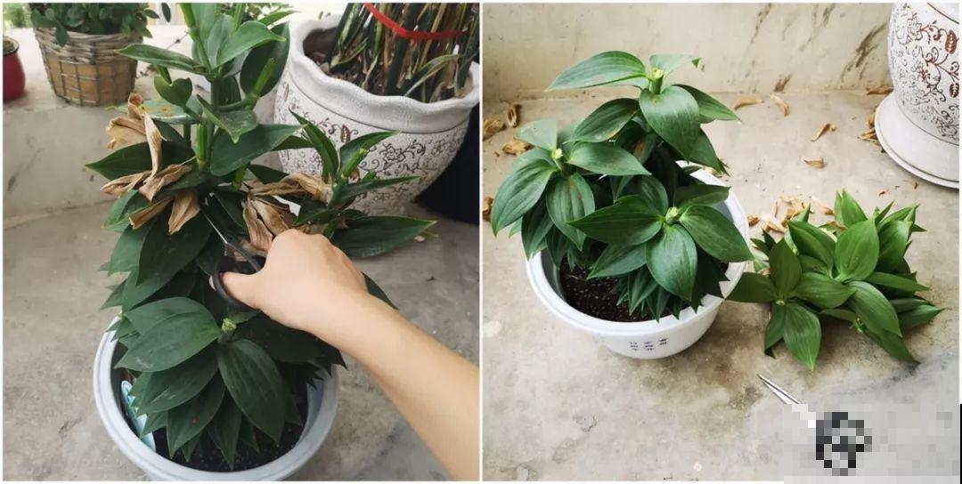 秋天养它寓意好，7天一瓢水，花开一串十几朵！
