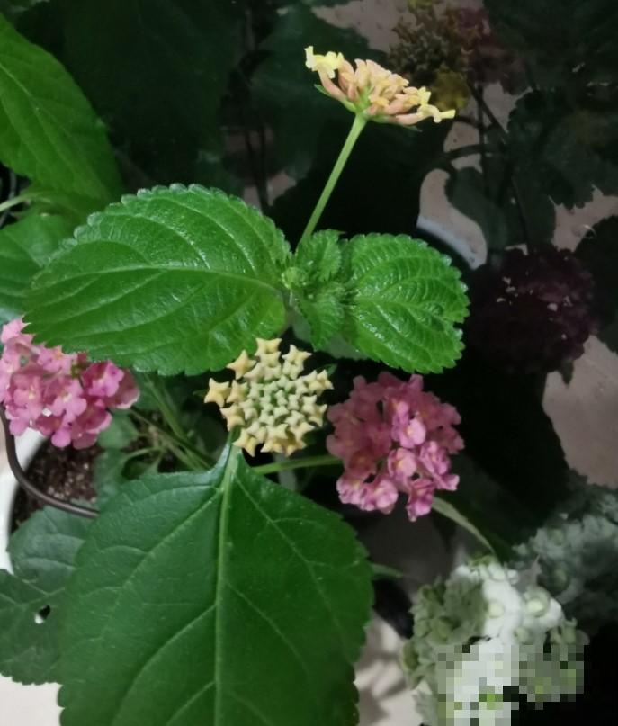 再漂亮的植物摆在室内也不行，就是这5种，你家里有养吗？