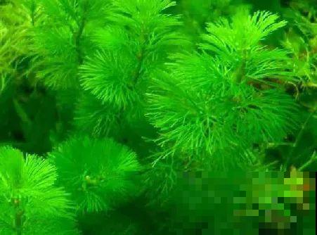 比铜钱草好看百倍的花，7天爆满一大缸，多到家里堆不下！