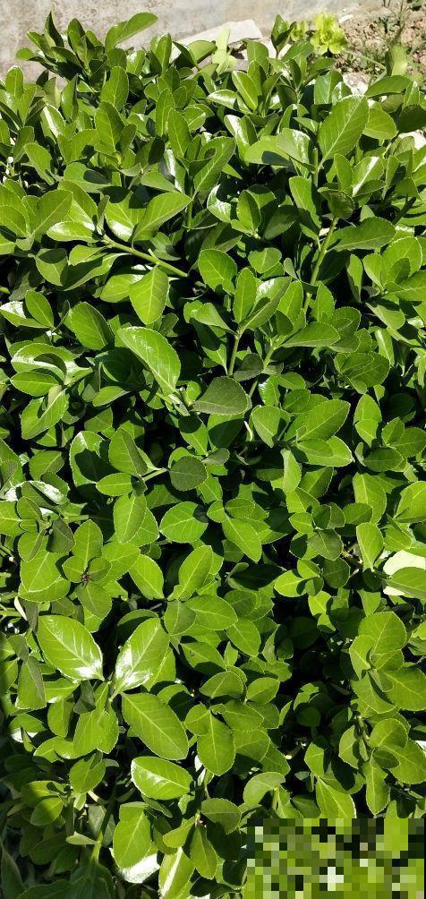 剑麻种在门口可以防盗？养上几年都不用请保安，一举两得