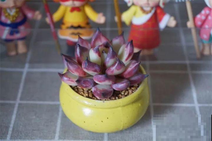 多肉别在发卡上，不说没人知道是假的，胖嘟嘟的超级萌！