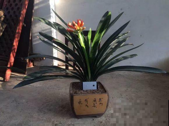 9月开始，这3种花需要大补肥，灌点它，越长越有劲儿！