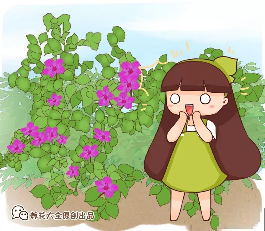 这花养一棵就够了，越剪越长，栽门口直接长成一棵树！