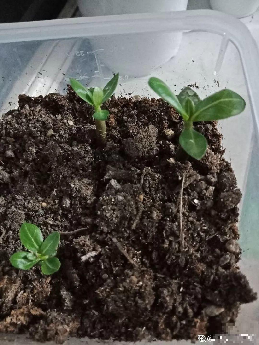 秋天撒把种子，5天出芽2个月开花，呼呼爬成一面墙！