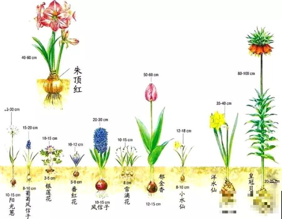 这花不能种太深，花盆大了，别指望能开花！