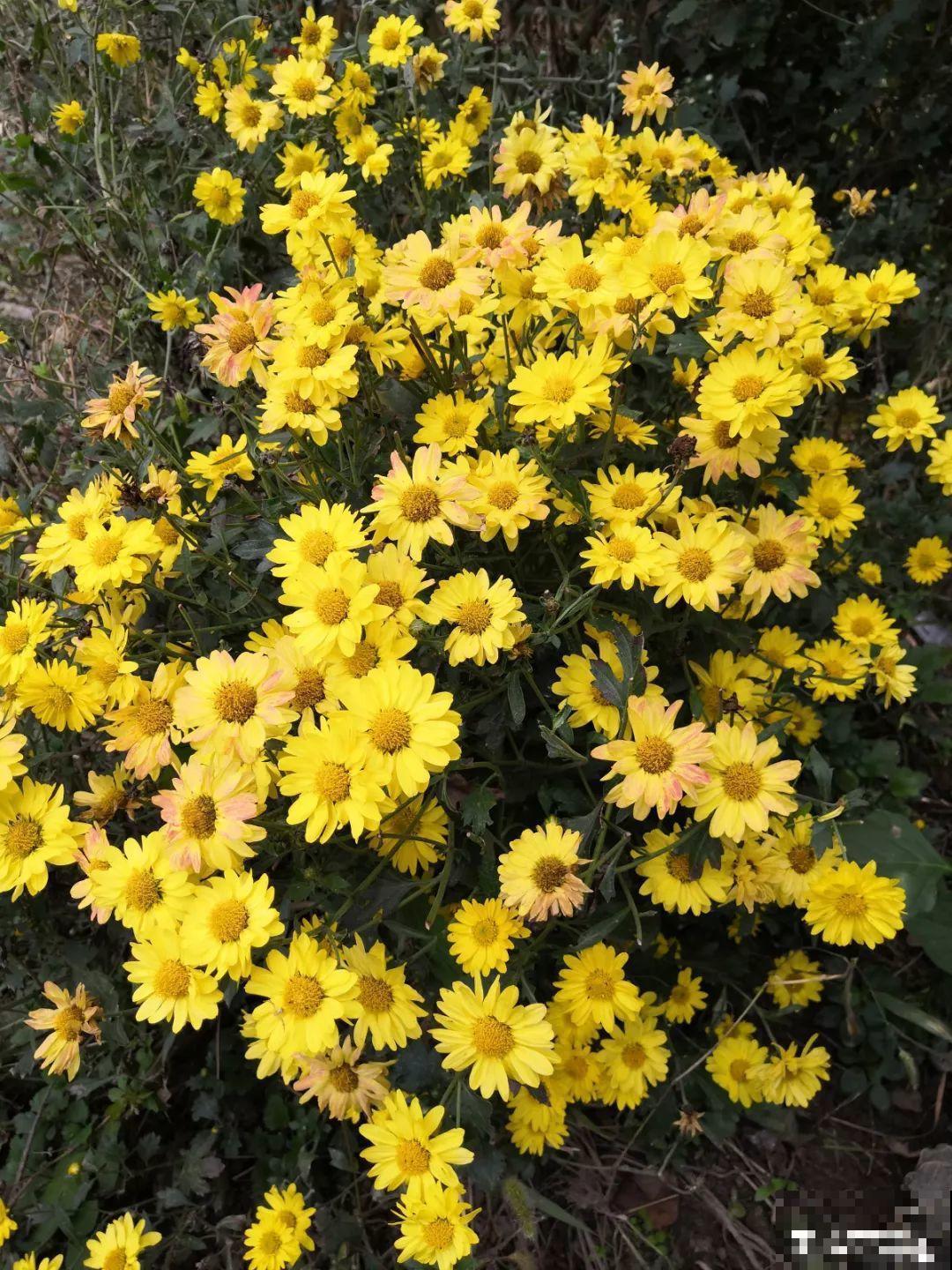 9月，这6种菊花最受欢迎，开花又密又多，摆哪里都是花园！