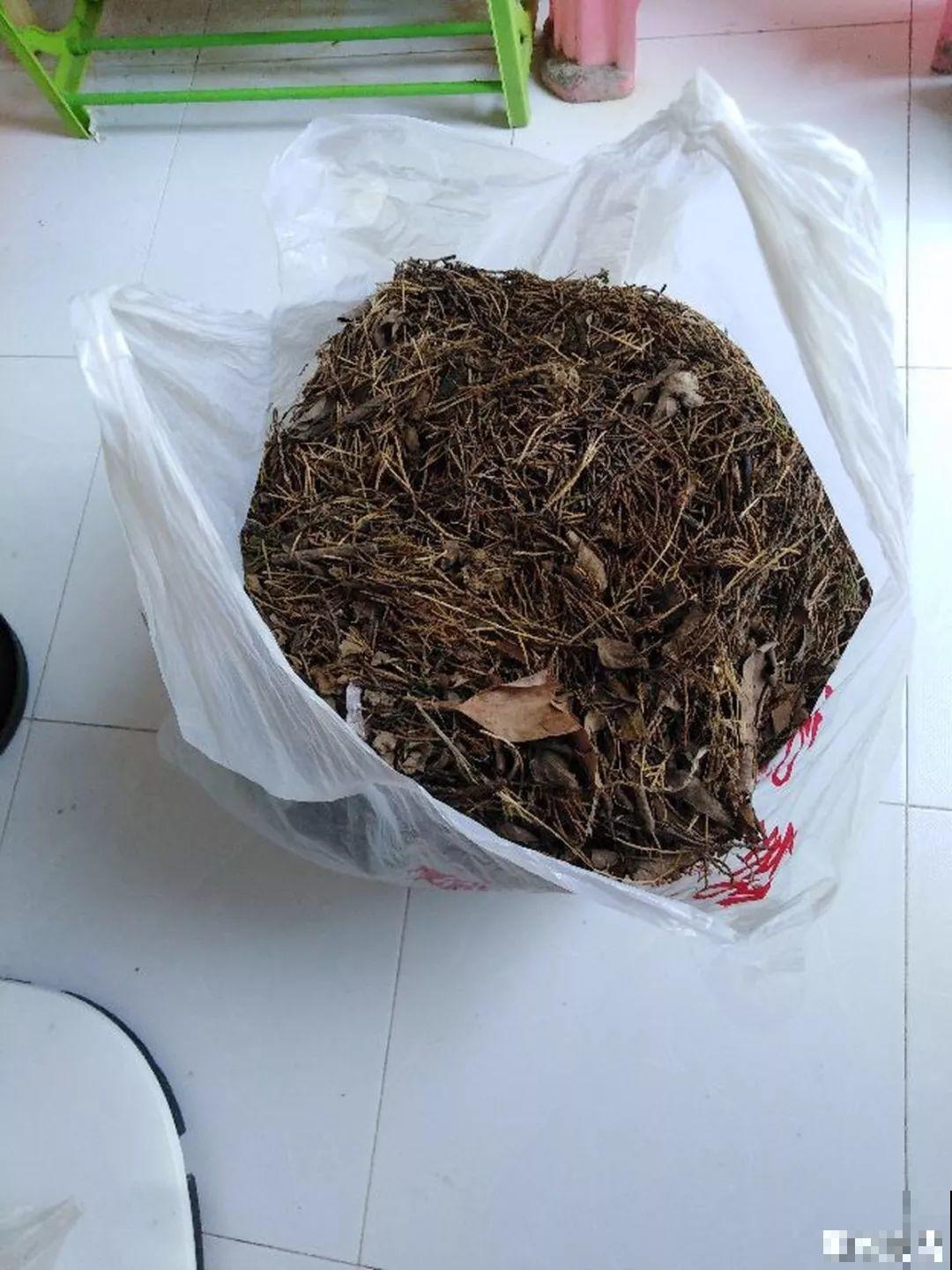 路边捡点它，开水里一烫捂2周，比淘米水肥效果还高！