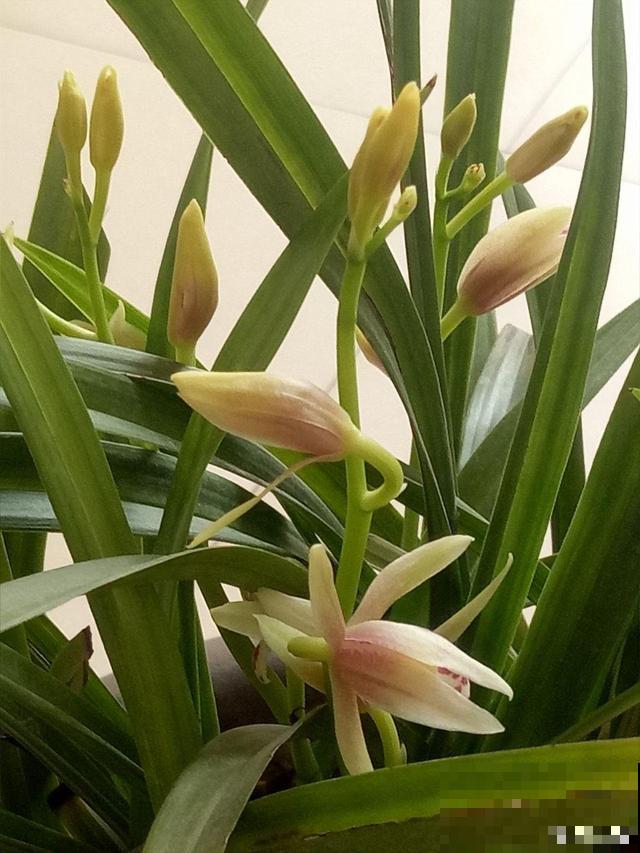 有格调的人，都爱养这花，品味高上档次