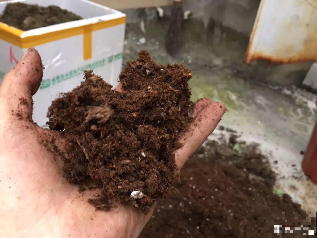 路边捡点它，开水里一烫捂2周，比淘米水肥效果还高！
