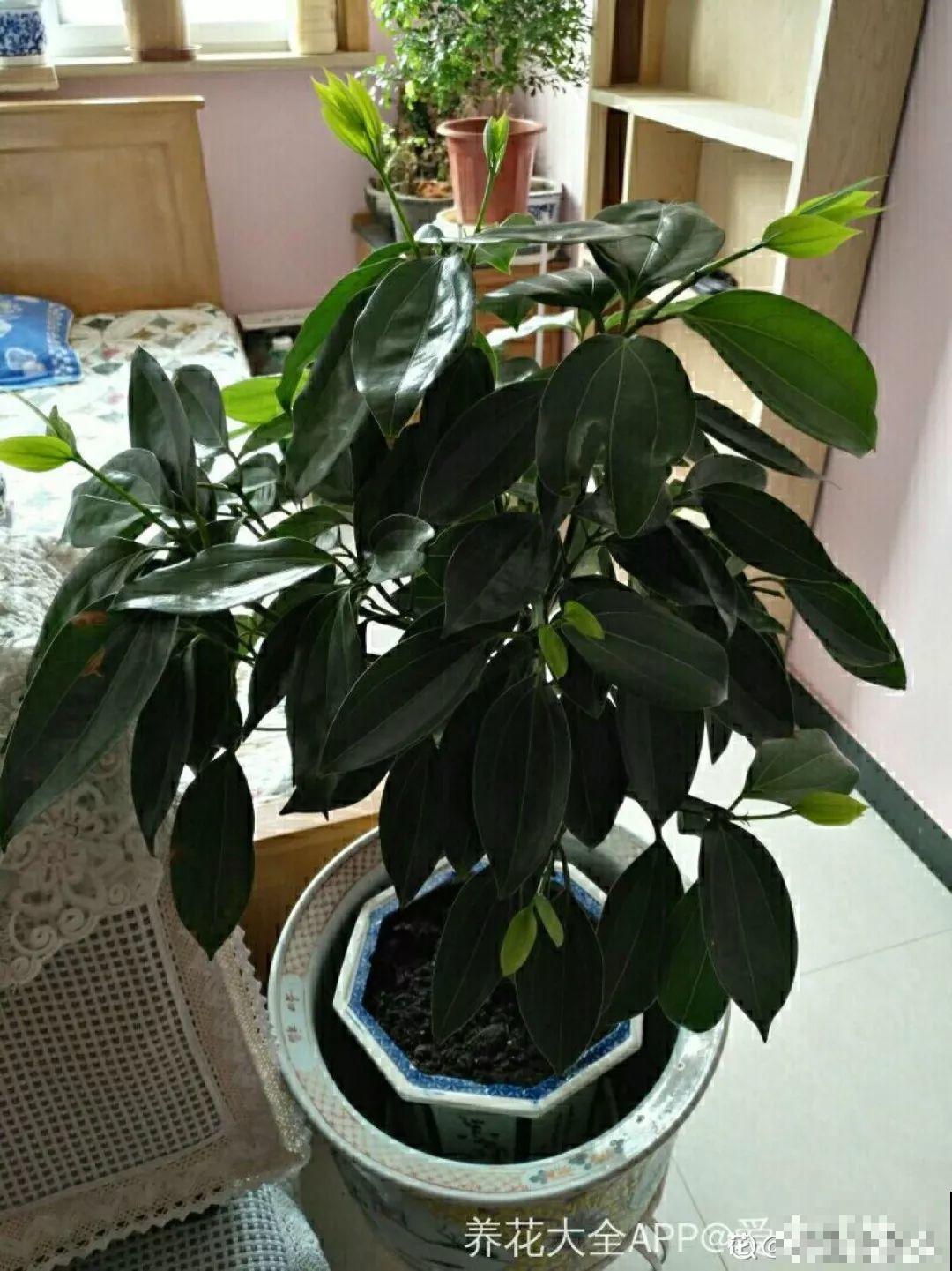 这花就得穷养，花盆越小长得旺，一年到头叶子绿油油！
