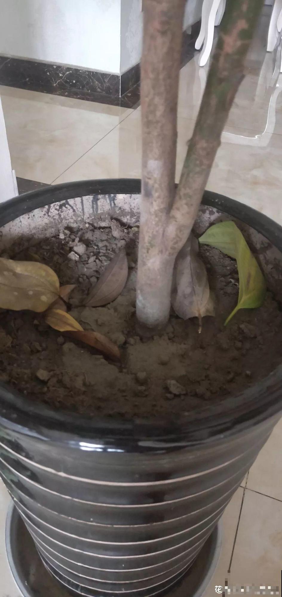 秋天不长反而掉叶子？浇点这种水，不用换土也能治好！