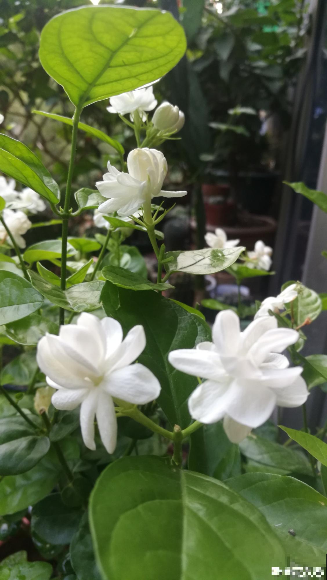 一剪子下去，茉莉花越冒越多止不住，半月长势顶别人一年的！