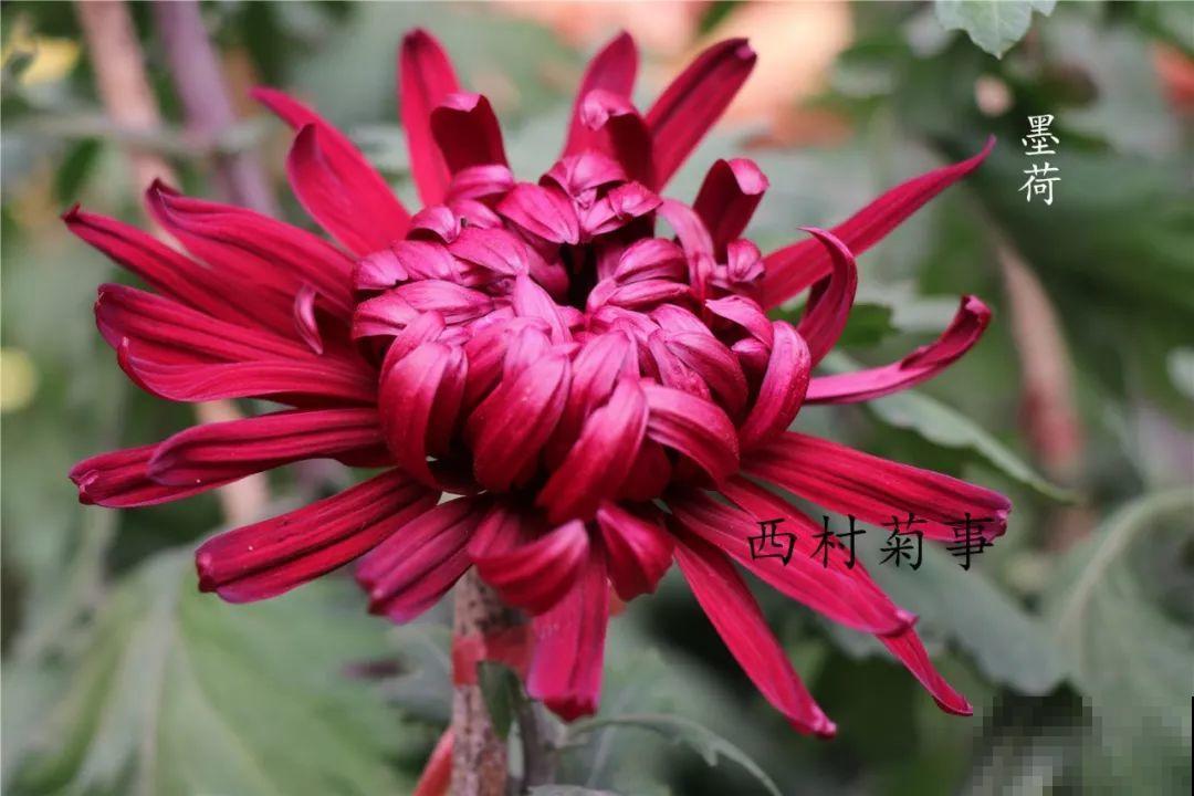 秋天啥花都可以不养，唯独这1种，100盆都不嫌多！