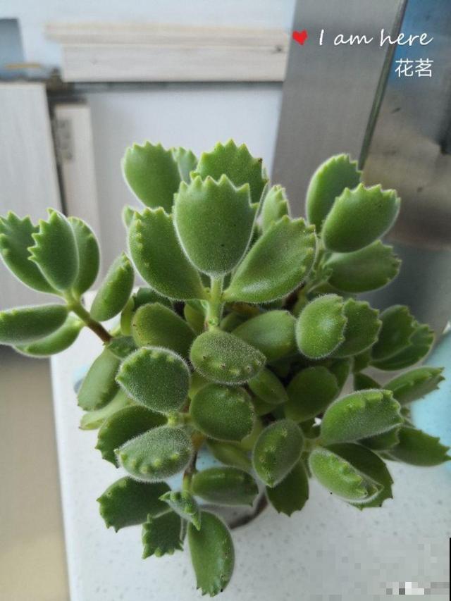 多肉用啥盆？先看根长什么样，免得一浇水就烂根！