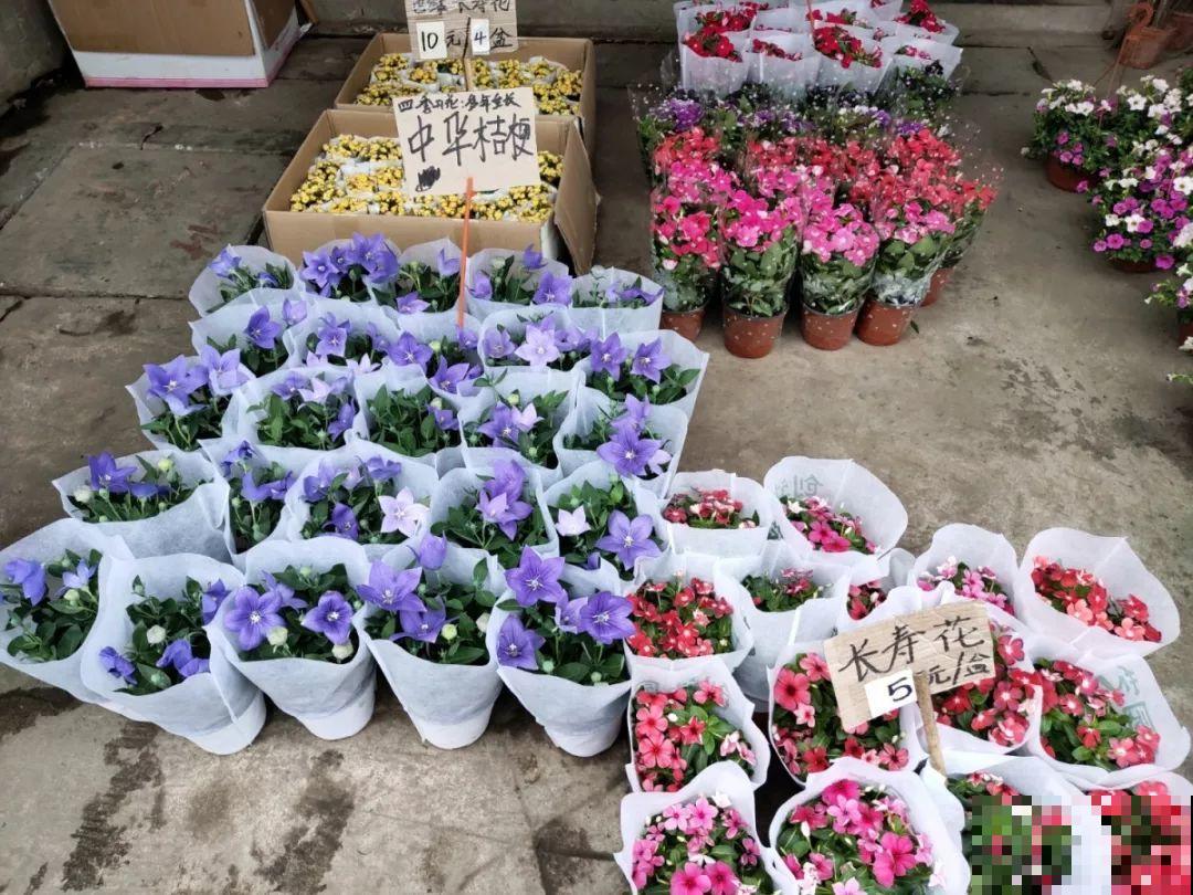 9月份逛花市，这花最好看、最好养，放心抱回家！
