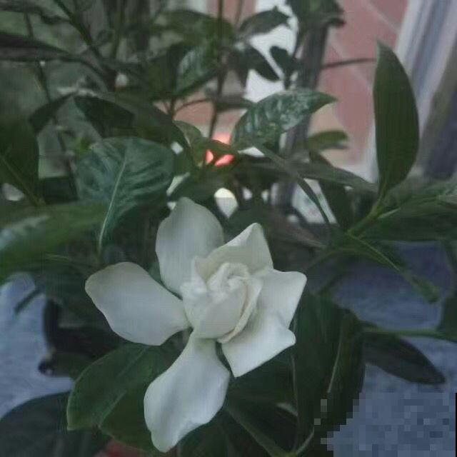 这种花名字难听，长得却好看，花香淡雅，朋友看了都想种！