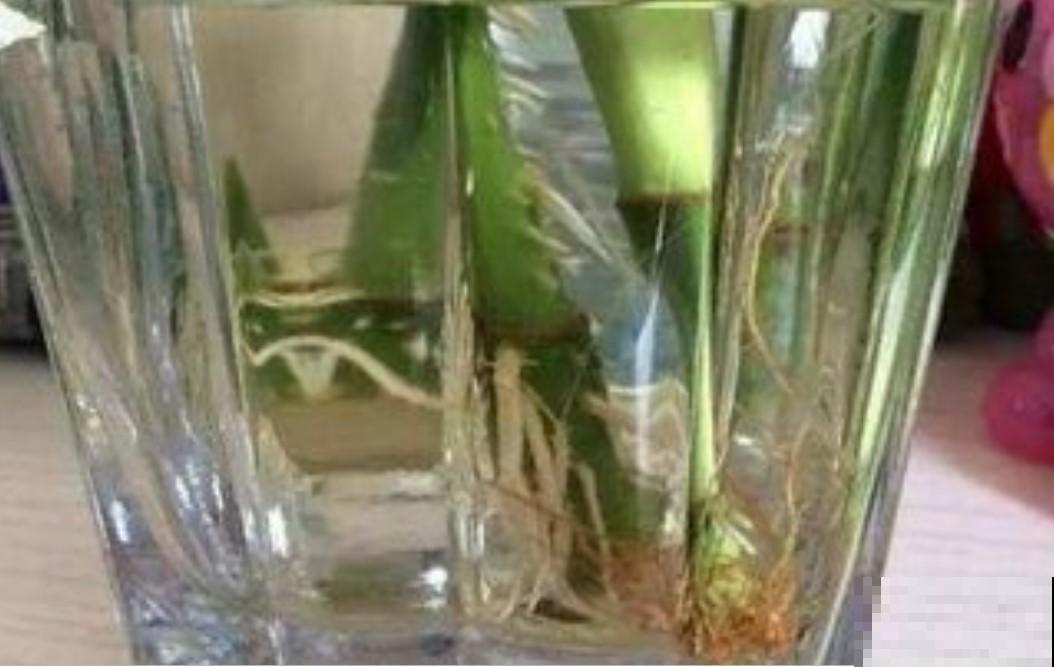 往水培富贵竹里面加点东西，叶绿的滴油，茂盛又能开花！