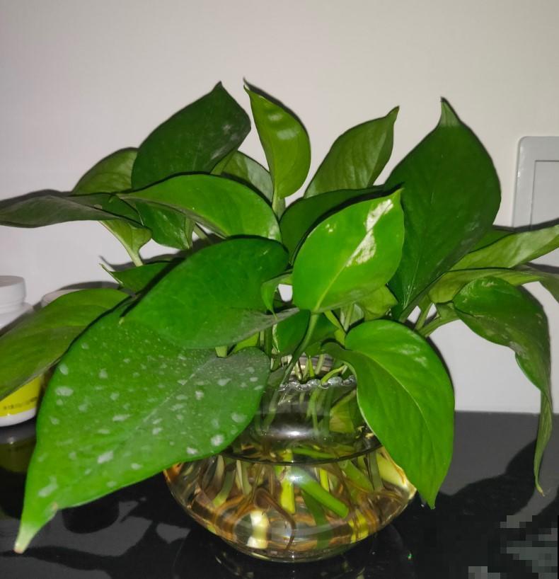 这些花爱喝酒，往上加点，家里的植物就大变样！