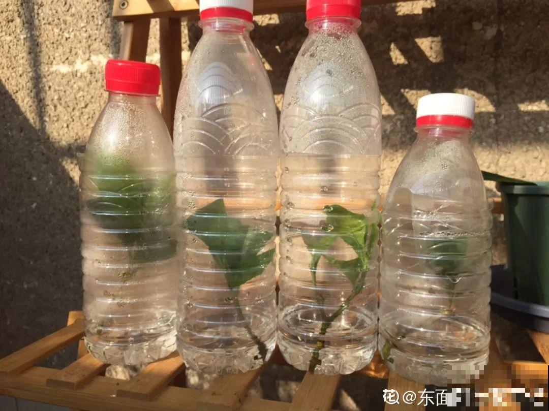 秋天别买这8种花，一回家就掉苞，养不活要后悔！