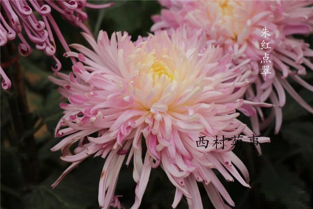 秋天啥花都可以不养，唯独这1种，100盆都不嫌多！