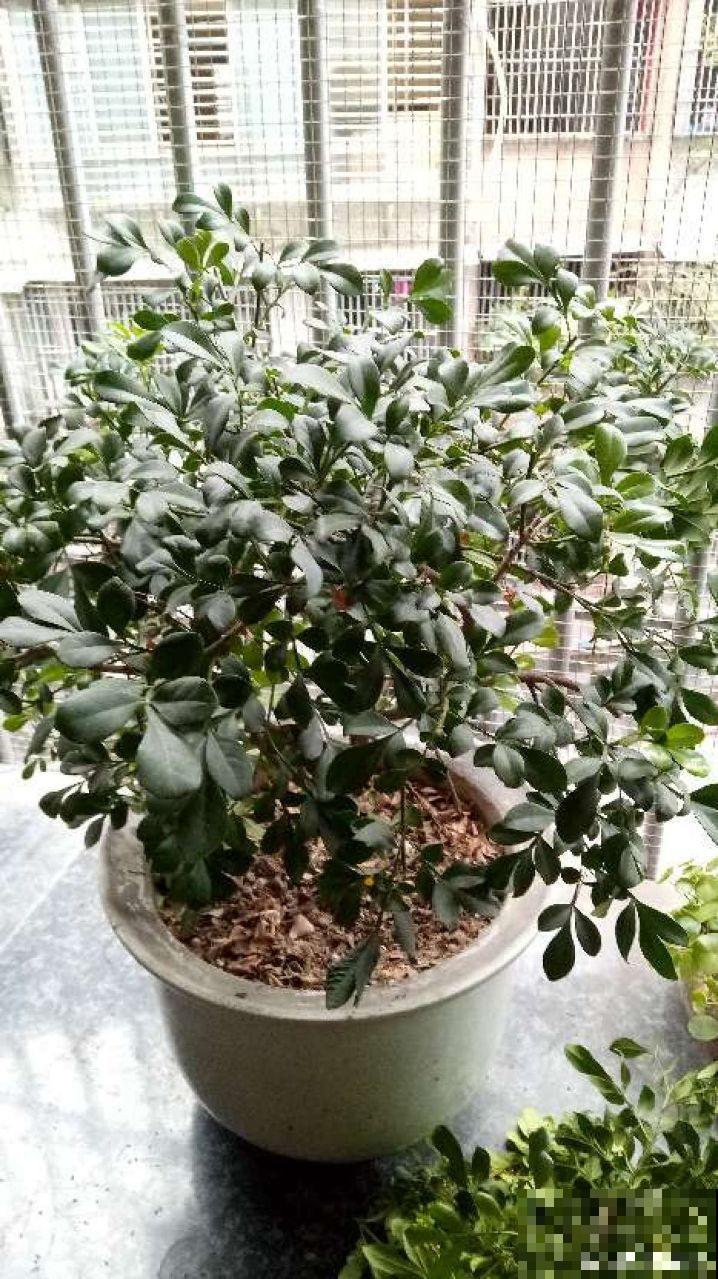 茉莉剪狠了，小心缓不过来，冬天叶子全掉光！