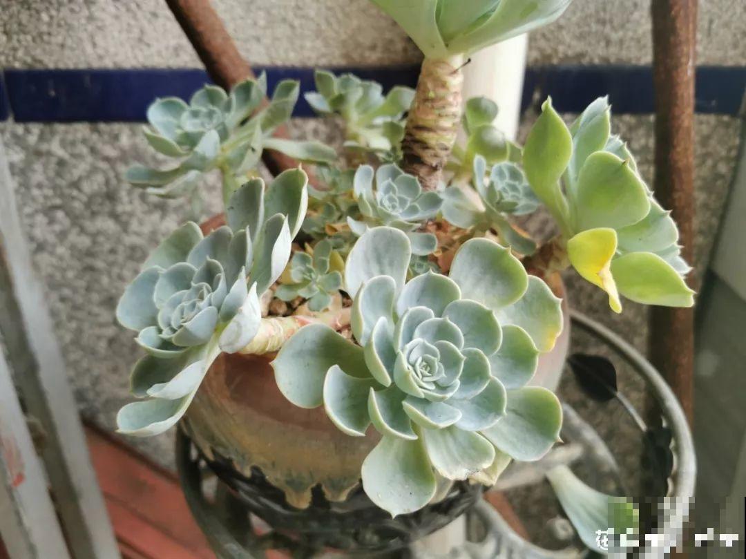 这花赶紧摘叶子，掐光后别浇水，立马又冒10个芽！
