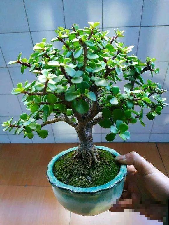 金枝玉叶换换土，比施肥都管用，瘦弱的嫩枝照样养成老桩！