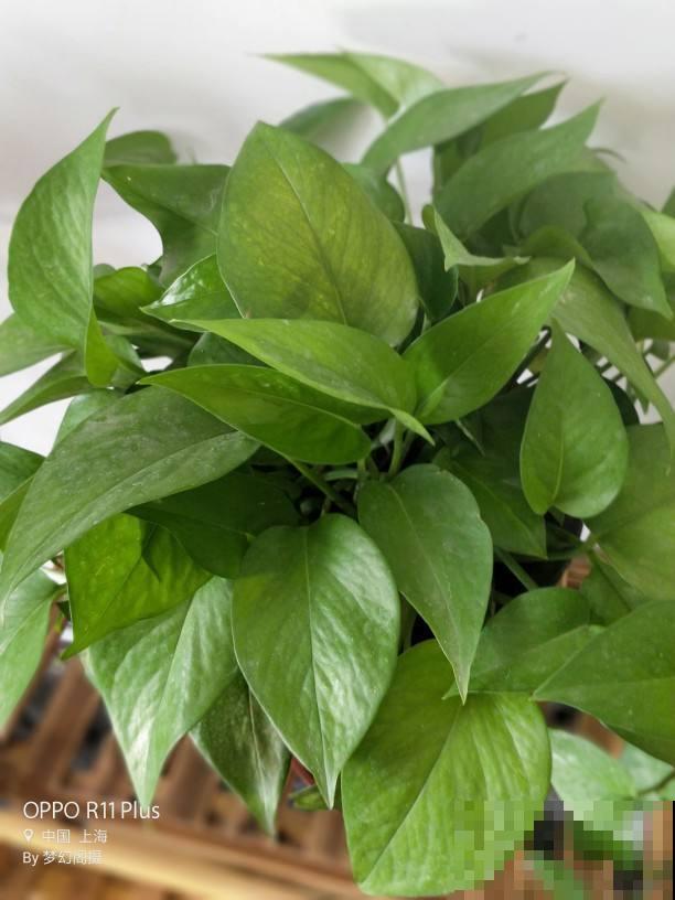 今天给大家介绍几种适合摆放在室内的植物