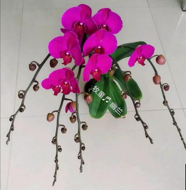 这花比绿萝还好养，摆客厅，名贵又有范儿