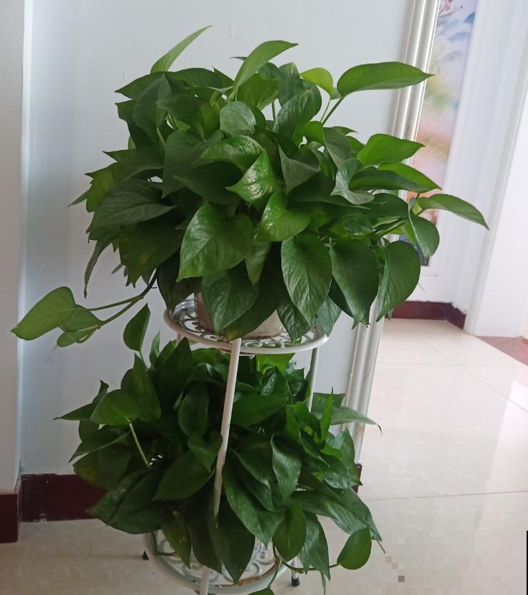 这2种大型的绿叶植物，放在客厅养眼护目，真是太值了！