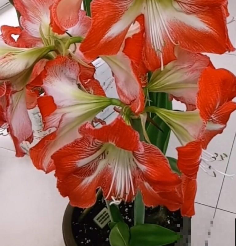 朱顶红开花这么美已经没有抵抗力，这么养，年年都开花！