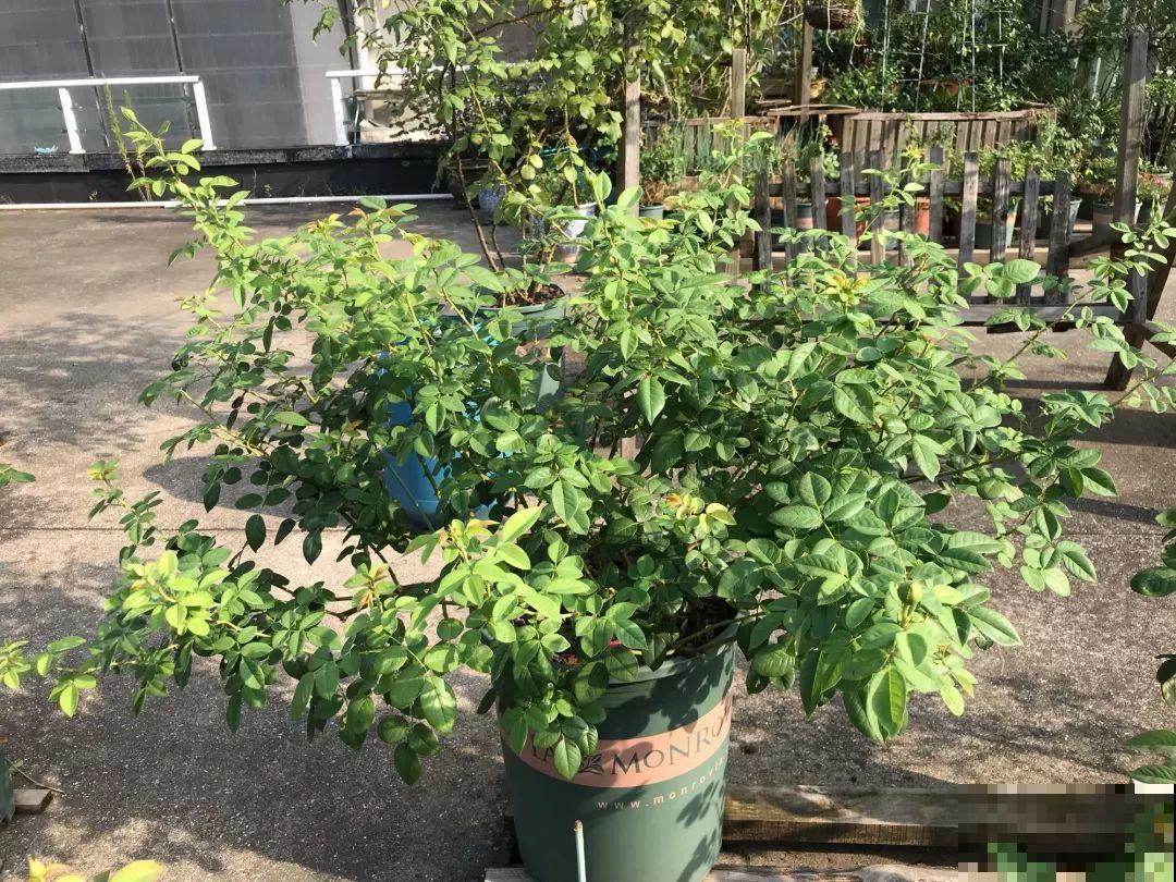 妈妈在门口插个枝，10天爆出大白根，3年窜满整面墙！