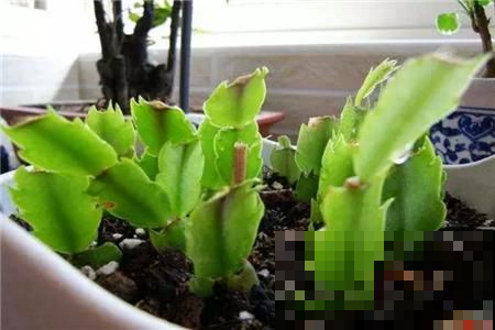 终于等到了扦插季，这两种花赶紧动手，明年不用买花了！