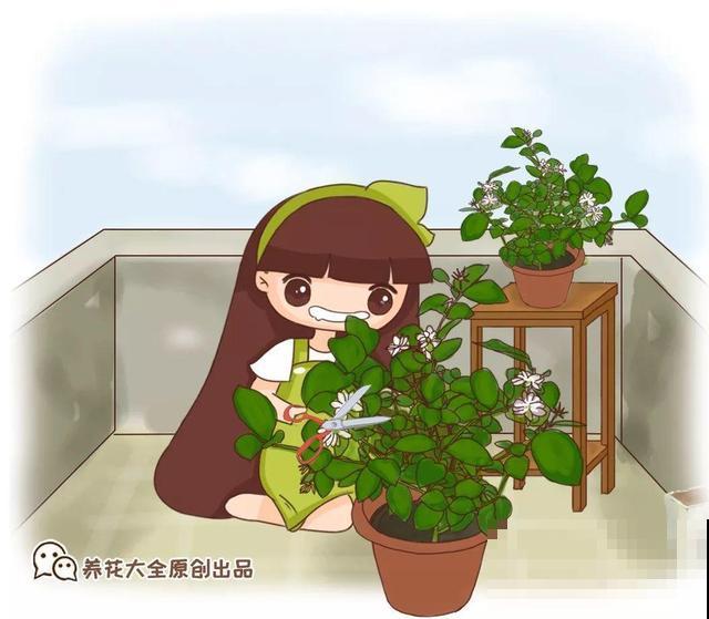 这种花秋冬这么养，明年开花成瀑布，现在明白还不晚