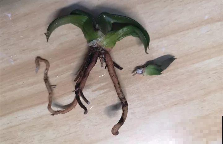 秋天给多肉换盆，少了这一步，还不如不换！