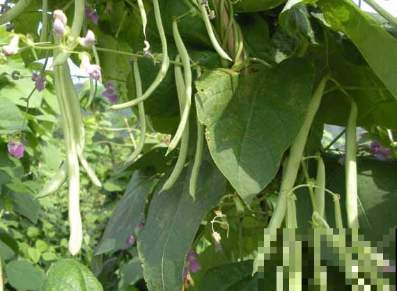 家里的菜园子不知道栽种些什么，种点它，一茬一茬吃不完！
