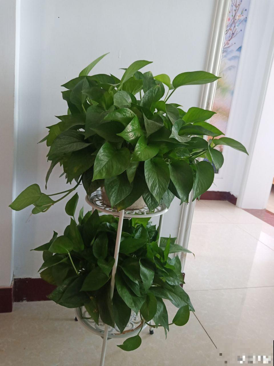 再好养的花也怕冷，放外面一晚上，一不小心变烂草！