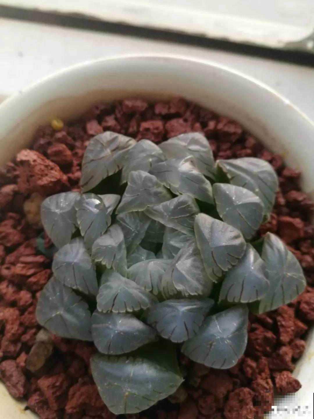 多肉叶子干巴巴？赶紧扣个塑料瓶，立马胖得水灵灵！