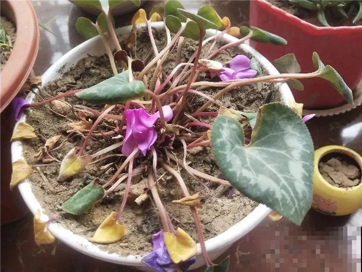 秋天别买这8种花，一回家就掉苞，养不活要后悔！
