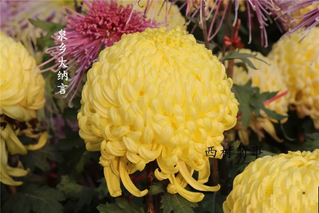 秋天啥花都可以不养，唯独这1种，100盆都不嫌多！