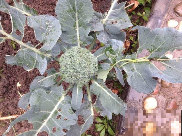 一年里种西兰花的最后时机，盆里放几粒种子，一个月的菜都够了！