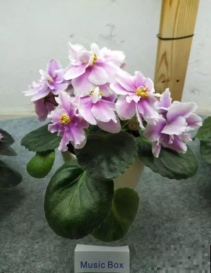最耐阴的花就是它，光线弱也能开爆盆，越养越上瘾！