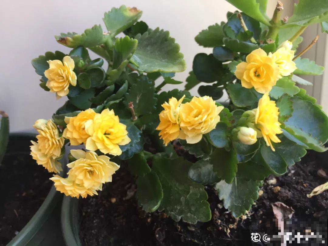 发财树该不该浇水，看叶子就知道了，天天都能窜新芽！