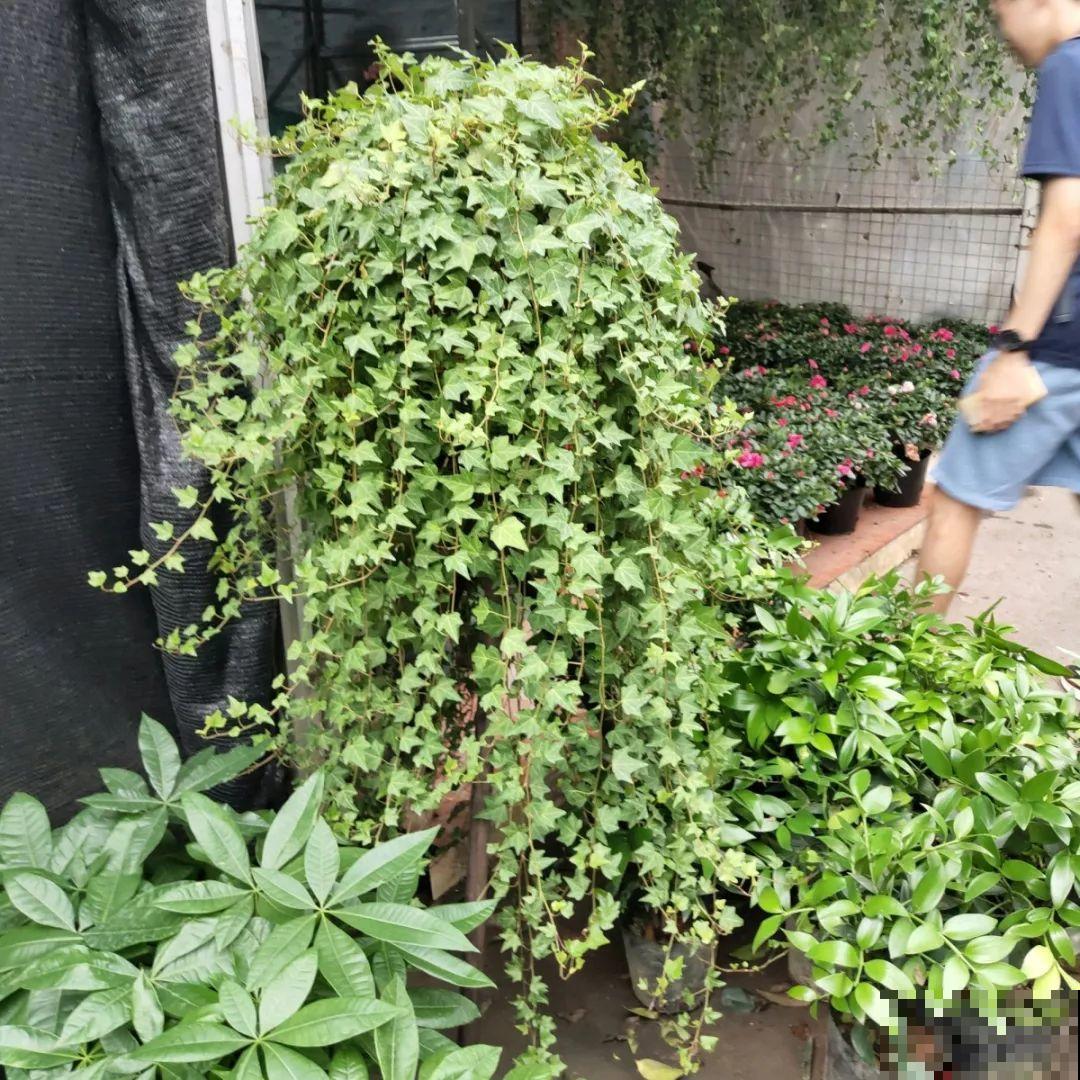9月份逛花市，这花最好看、最好养，放心抱回家！