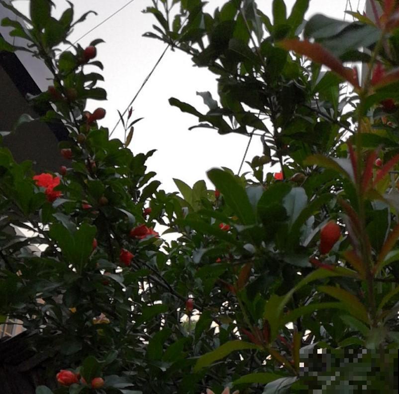 移栽石榴树苗，在家养一盆，今年的石榴就不愁吃了！