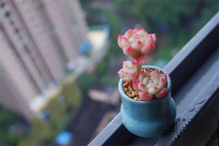 多肉别在发卡上，不说没人知道是假的，胖嘟嘟的超级萌！